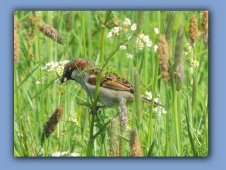 House Sparrows on Cow Parsley. Rear of Rutland Street. 20th May 2023 2.jpg